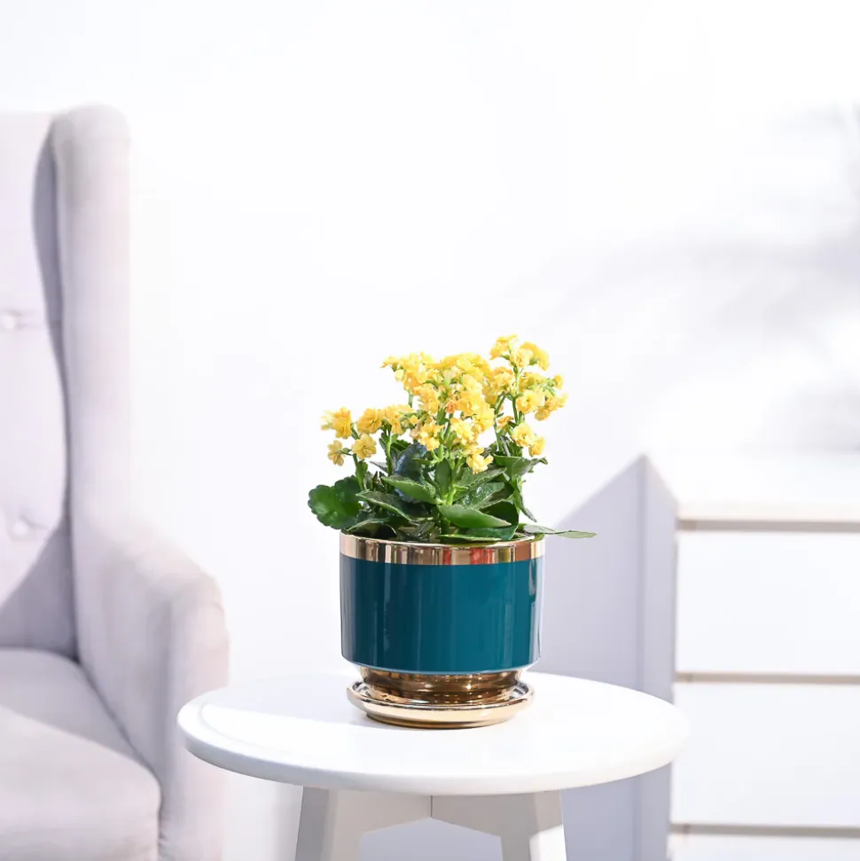 Kalanchoe Plant - Yellow