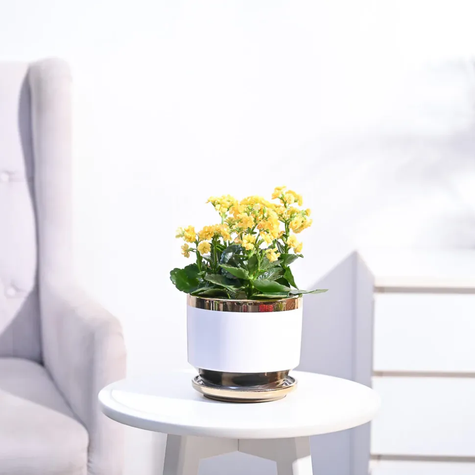 Kalanchoe Plant - Yellow