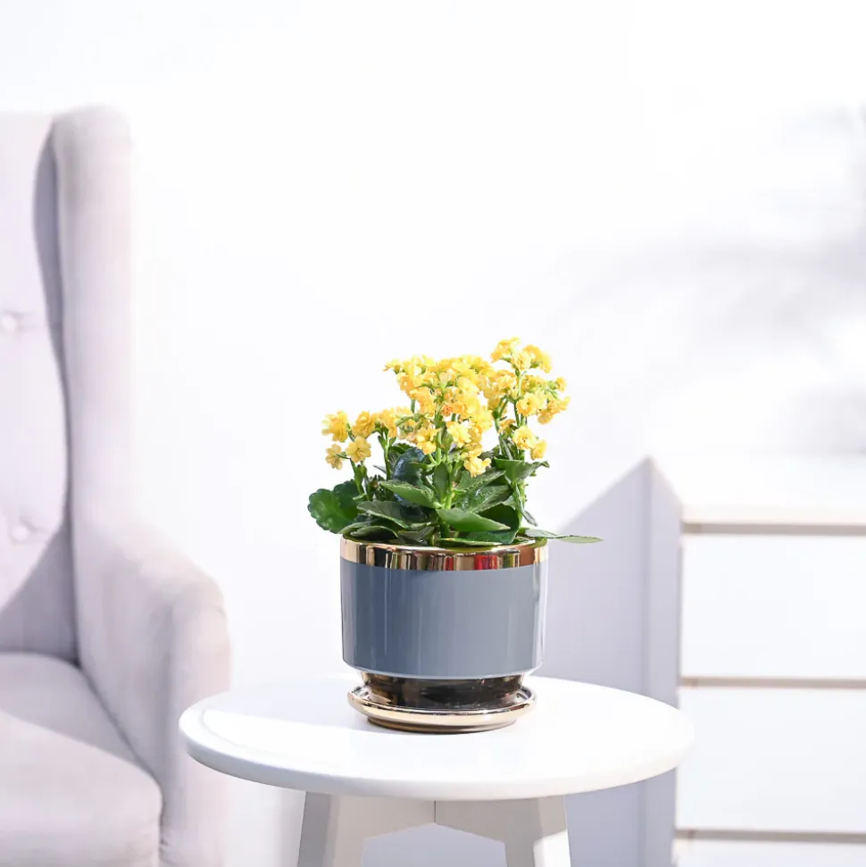 Kalanchoe Plant - Yellow