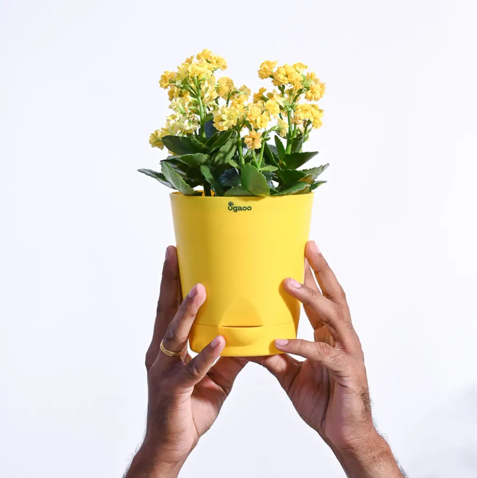 Kalanchoe Plant - Yellow