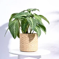 Kauna Grass Planter