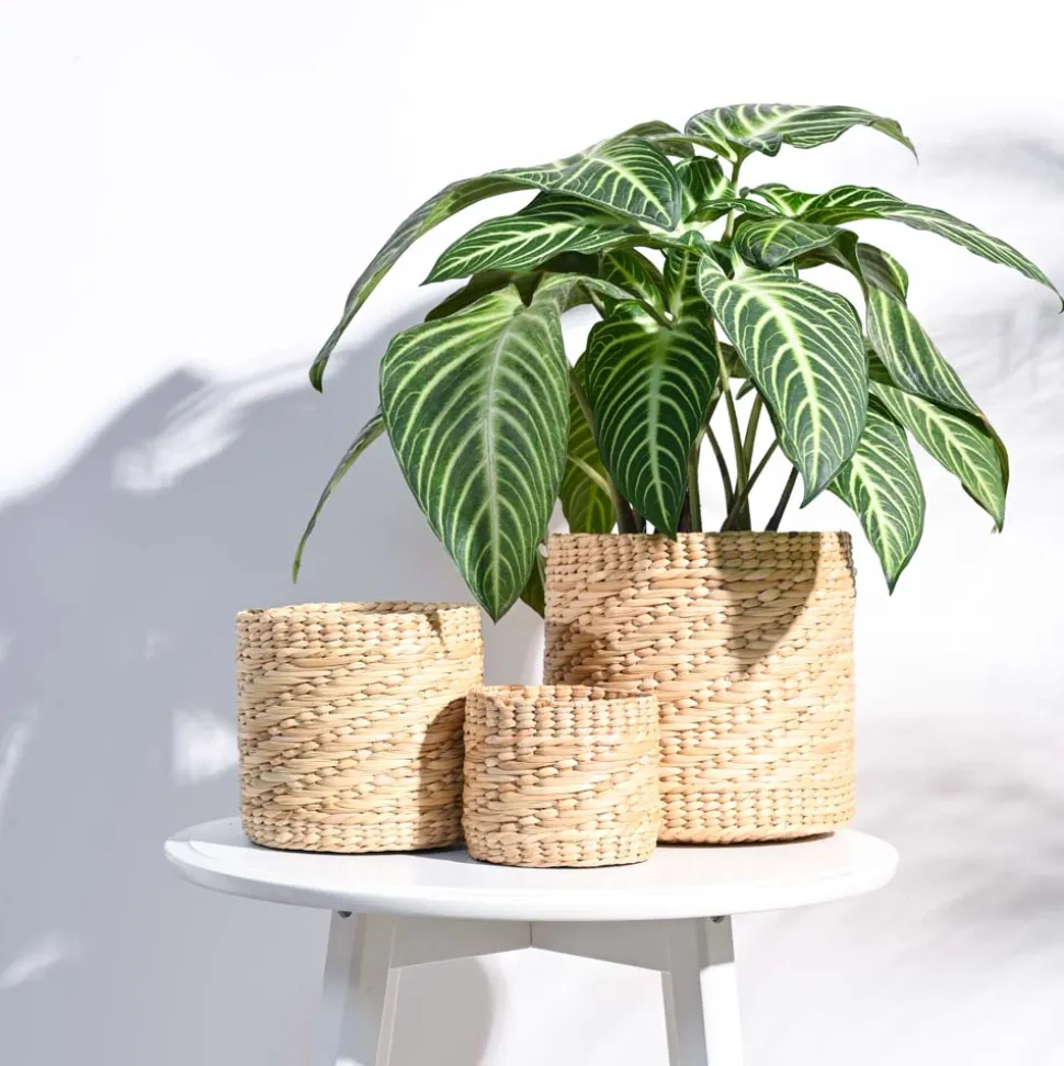 Kauna Grass Planter
