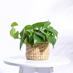 Kauna Grass Planter