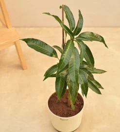 Kesar Mango Plant