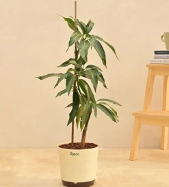 Kesar Mango Plant