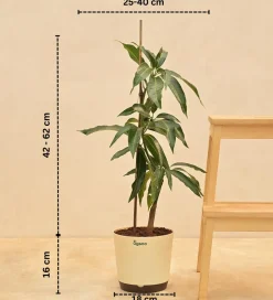 Kesar Mango Plant