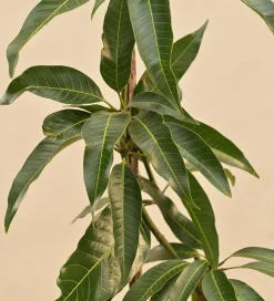 Kesar Mango Plant