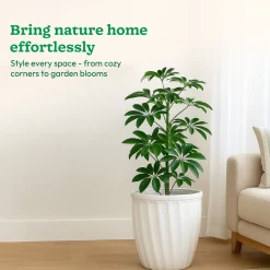 Kyiv Planter - Set of 3