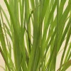 Lemon Grass