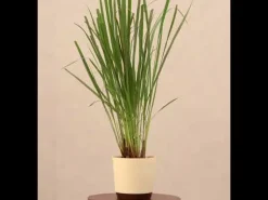 Lemon Grass