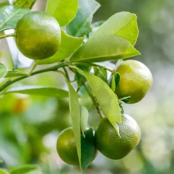 Lemon Plant with Grow Bag
