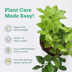 Lemon Plant with Grow Bag