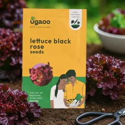 Lettuce Black Rose Seeds