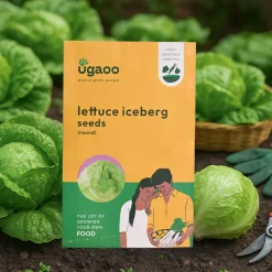 Lettuce Iceberg Seeds (Round)