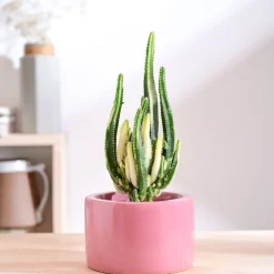 Lilac Stories Bowl Ceramic Planter