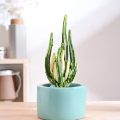 Lilac Stories Bowl Ceramic Planter