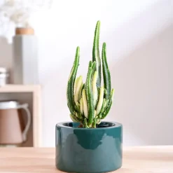 Lilac Stories Bowl Ceramic Planter