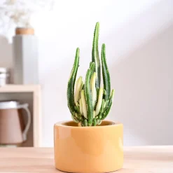 Lilac Stories Bowl Ceramic Planter