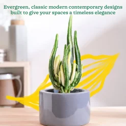 Lilac Stories Bowl Ceramic Planter