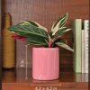 Lilac Stories Bundle - Magenta