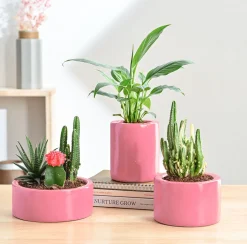 Lilac Stories Bundle - Magenta