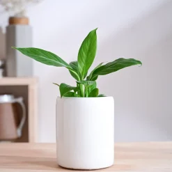 Lilac Stories Extra small Ceramic Planter