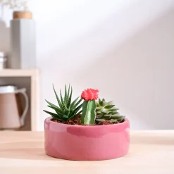 Lilac Stories Flat Ceramic Planter