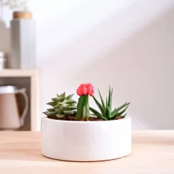 Lilac Stories Flat Ceramic Planter