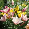 Lilium Bulbs