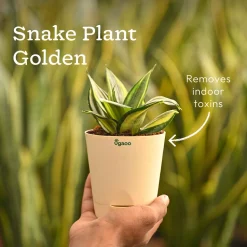 Living Room Decor Plants Bundle