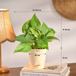 Living Room Decor Plants Bundle