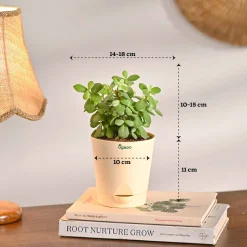 Living Room Decor Plants Bundle