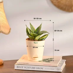 Living Room Decor Plants Bundle
