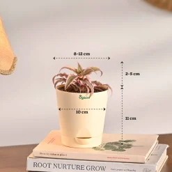 Living Room Decor Plants Bundle