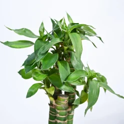 Lotus Bamboo Plant 3 sticks