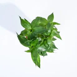Lotus Bamboo Plant 3 sticks
