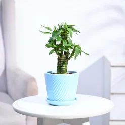 Lotus Bamboo Plant 3 sticks