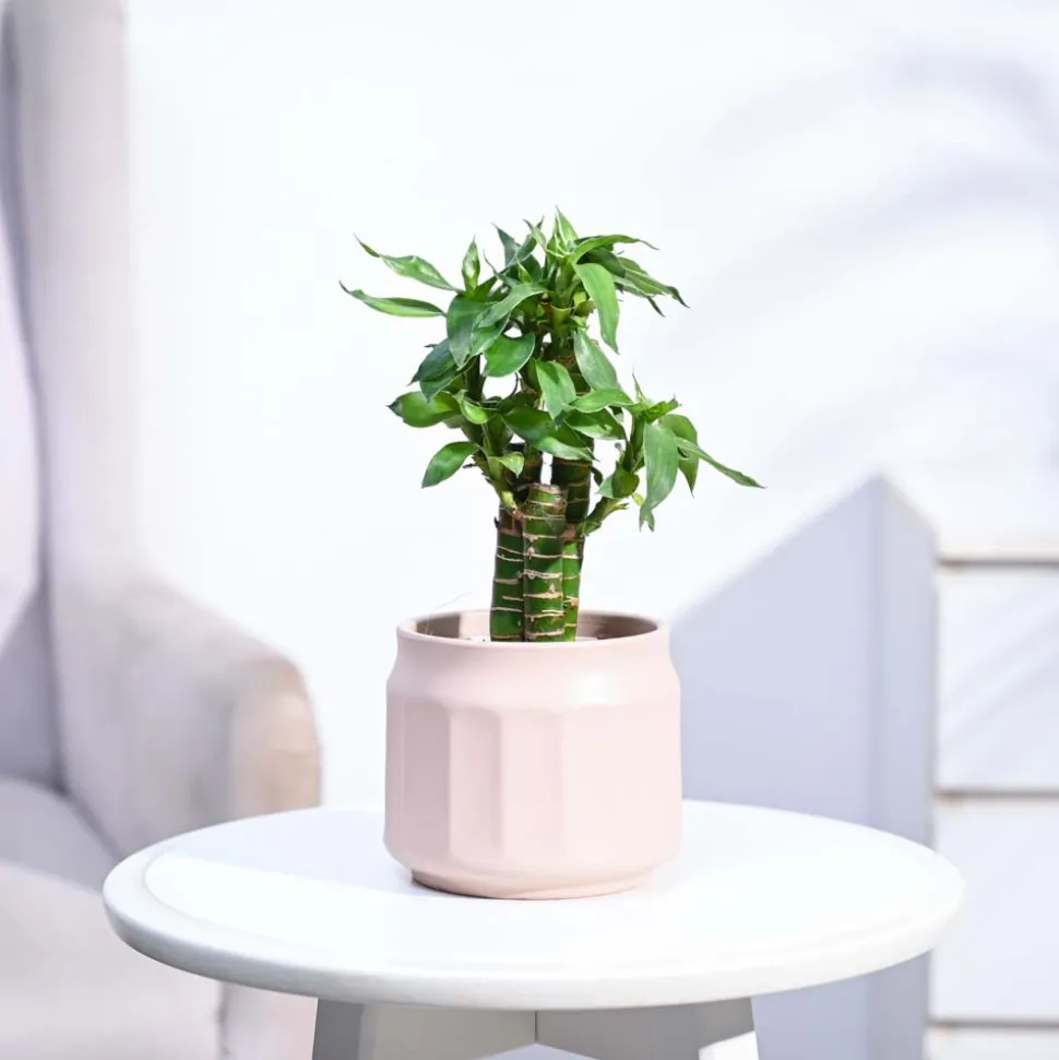 Lotus Bamboo Plant 3 sticks