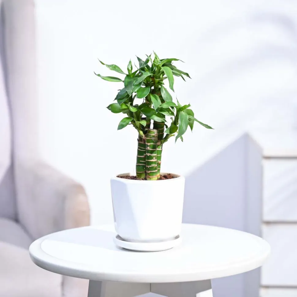 Lotus Bamboo Plant 3 sticks