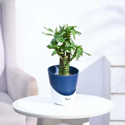 Lotus Bamboo Plant 3 sticks