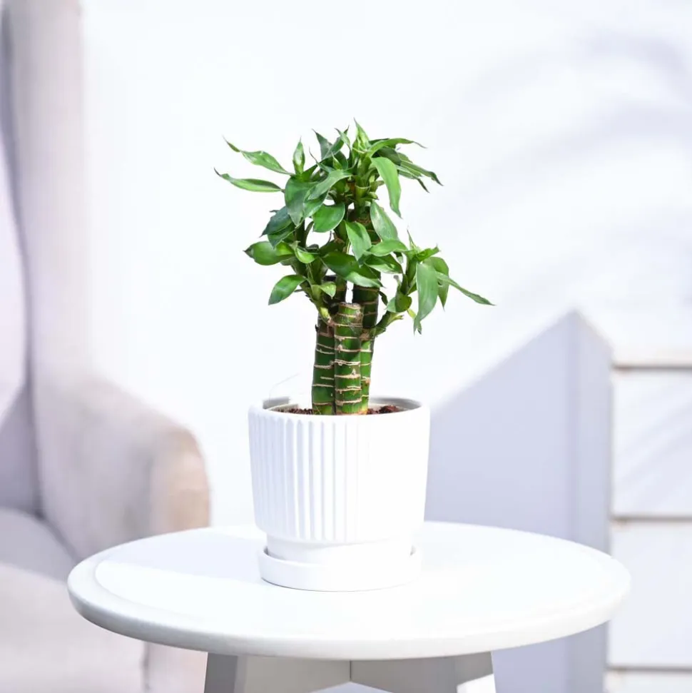 Lotus Bamboo Plant 3 sticks