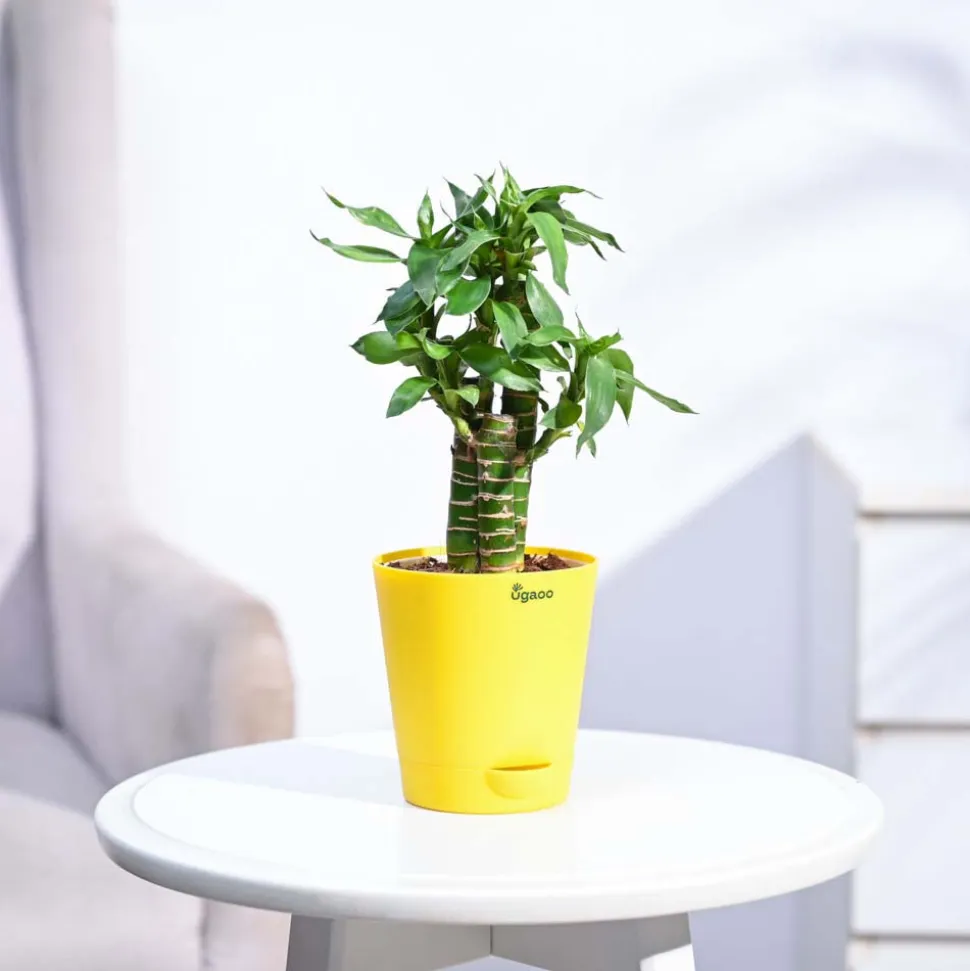 Lotus Bamboo Plant 3 sticks