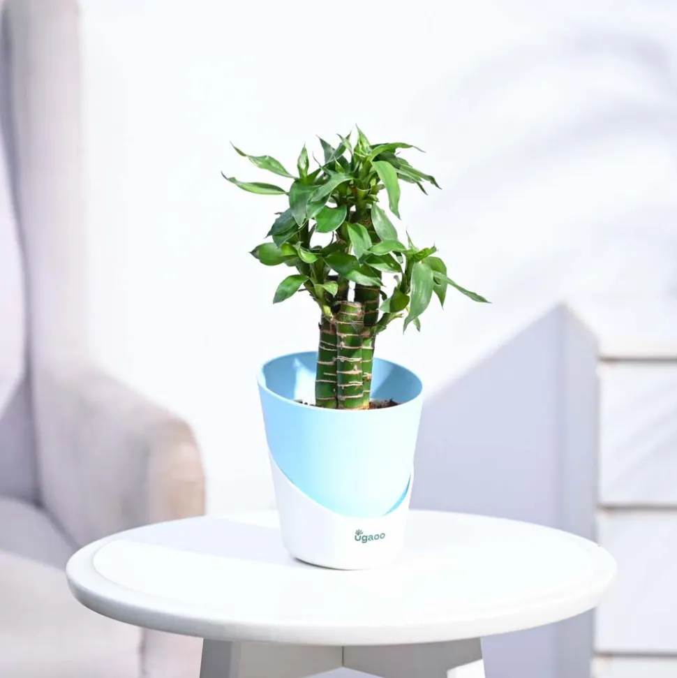 Lotus Bamboo Plant 3 sticks