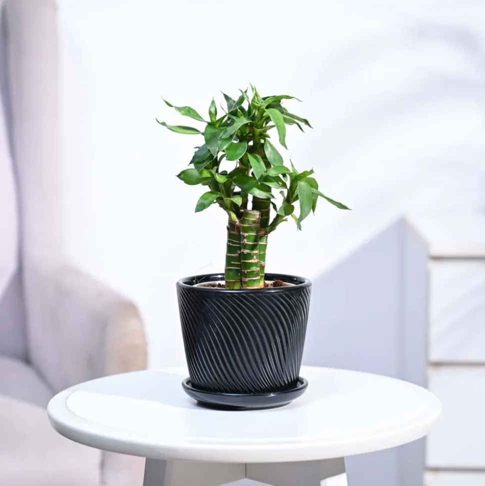 Lotus Bamboo Plant 3 sticks