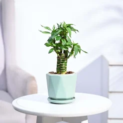 Lotus Bamboo Plant 3 sticks