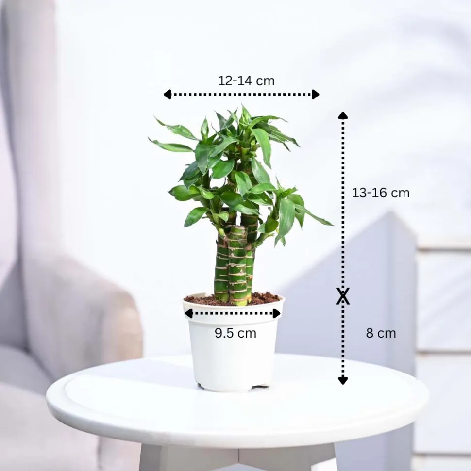 Lotus Bamboo Plant 3 sticks