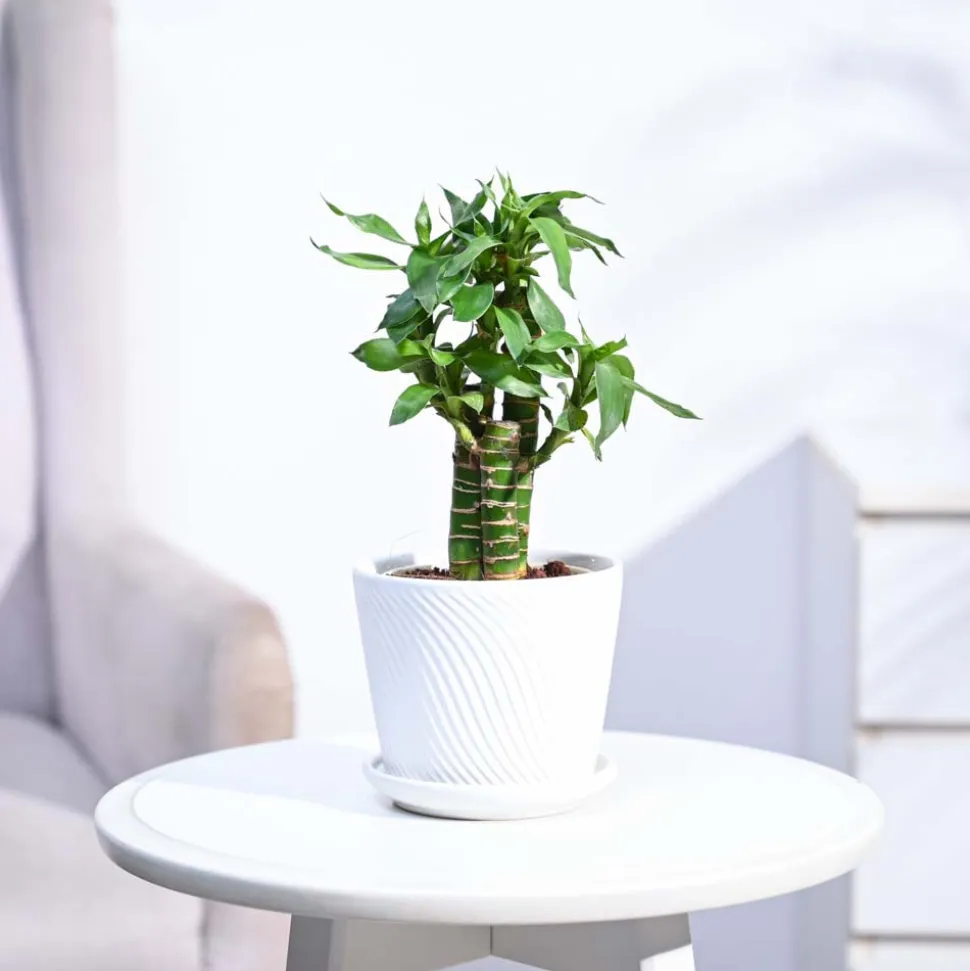 Lotus Bamboo Plant 3 sticks