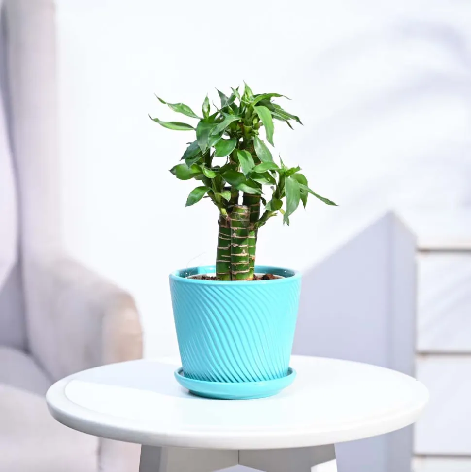 Lotus Bamboo Plant 3 sticks