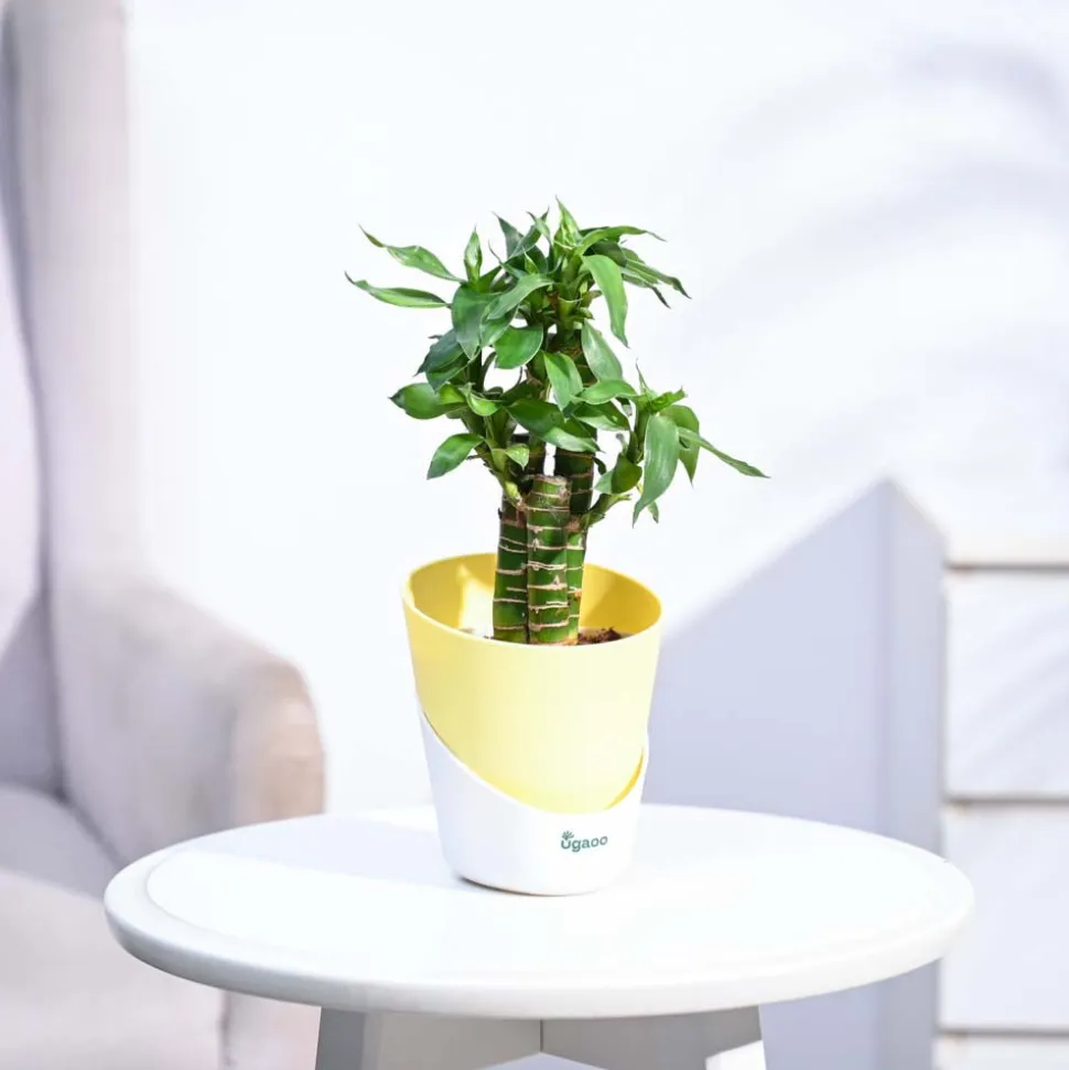 Lotus Bamboo Plant 3 sticks