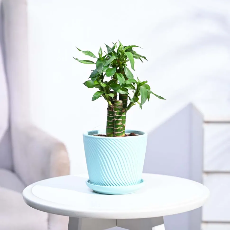 Lotus Bamboo Plant 3 sticks